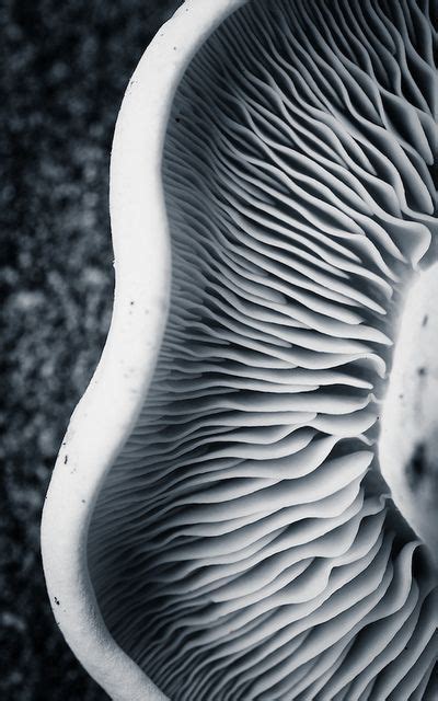 Organic Form Photography