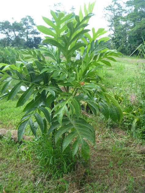 3ft 4 Ft Tall Grafted Breadfruit Artocarpus Heterophyllus Etsy