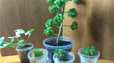 А Вы Умеете Так Размножать 🌿Пеларгонию🌿? Душистая пеларгония Bontrosai ...