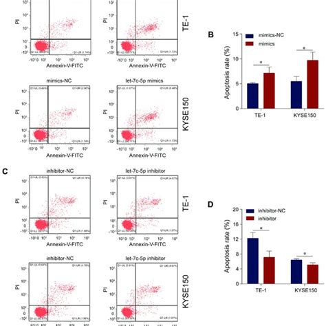 Let C P Suppresses Cell Migration In Escc A Te And Kyse Cells