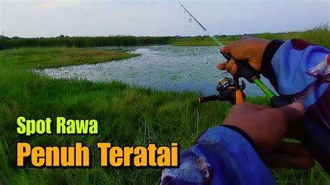 SPOT EDYAN Mancing Ikan Gabus Di Rawa Teratai YouTube