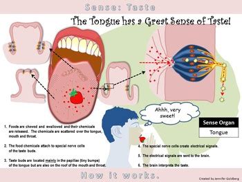 Poster Sense Of Taste Simple Version Sense Organ Tongue Tpt