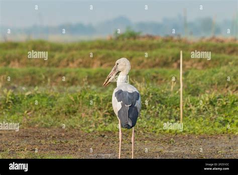 Open Bill Stork Hi Res Stock Photography And Images Alamy