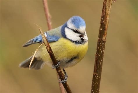 Mésange Bleue Parus Caerulus Blue Tit Le Poidesans Flickr