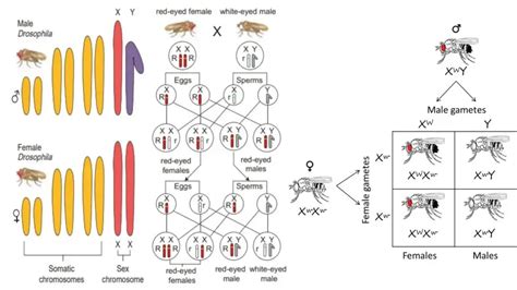 Chromosomal Theory Of Inheritance Biology Notes Online