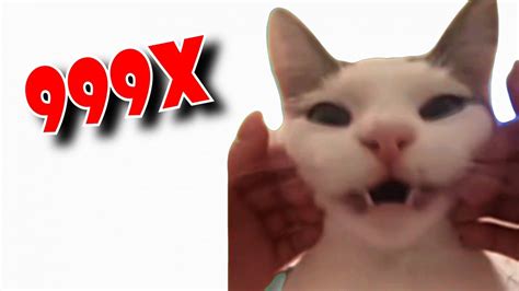 French Cat Meme Speed 999x Edit Youtube