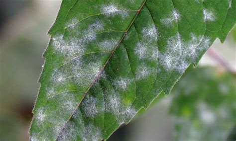 Powdery Mildew Treatment And Prevention