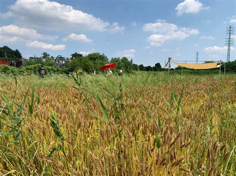 【埼玉県・さいたま市】田舎の畑でのんびり♪収穫したての小麦で、小麦茶づくり体験！の予約 小麦ぷろじぇくと 埼玉県さいたま市 地域の