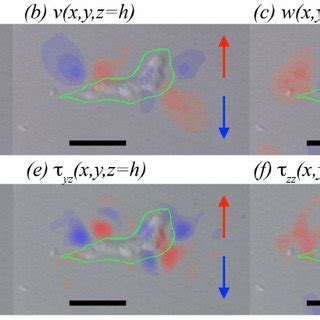 Three Dimensional Deformation Field And Stress Field Generated By The