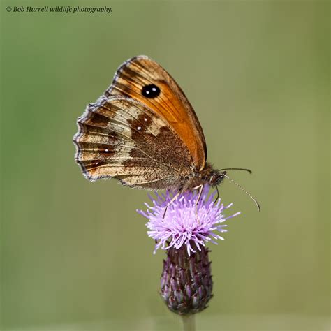 Gatekeeper On Knapweed Martin Mere WWT Bob Hurrell Wildlife Flickr