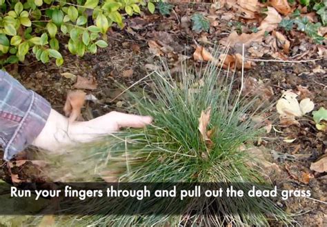 How To Prune Ornamental Grasses The Easy Way Garden Ninja Lee