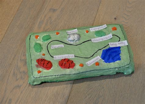 Cell Biology For Kids Easy Plant Cell Model Ideas Science