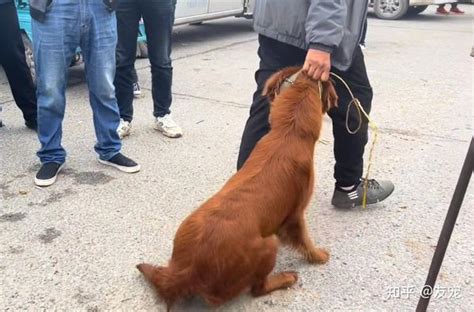 600块，依依不舍的金毛被狗贩拖上了狗肉车，可怜了狗狗一世忠诚 知乎