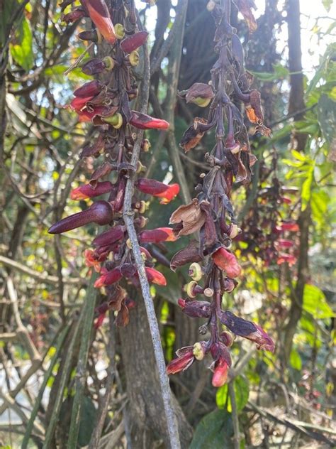 Thunbergia Coccinea Wall World Flora Plntnet Identify