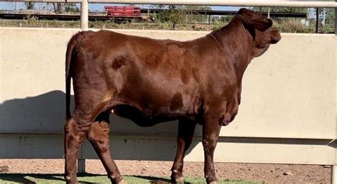 Braford Brahman Wagyu More J J Cattle Co