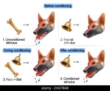 Pavlov’s Dog Experiment Stock Photo - Alamy