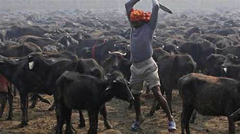 More Than 200000 Animals Slaughtered At Nepal Sacrifice Festival Fox