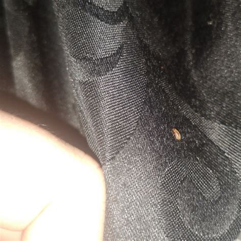 Identifying Little Brown Bugs Thriftyfun