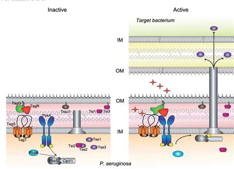 Figure 1 From An ABC Transporter And An Outer Membrane Lipoprotein