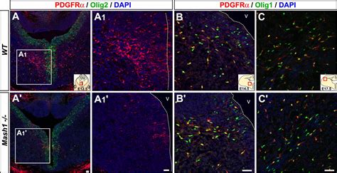 The Proneural Gene Mash Specifies An Early Population Of Telencephalic