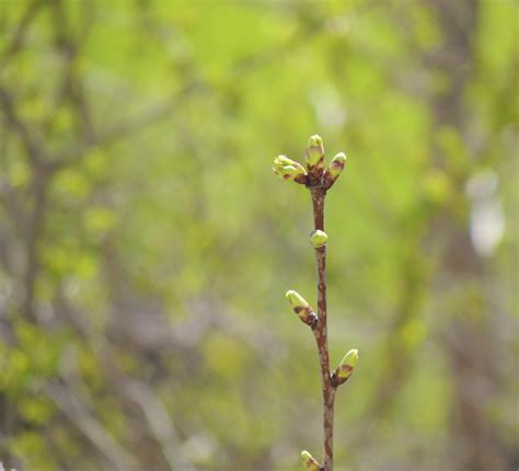 图片素材 树 性质 科 厂 叶 绿色 生产 秋季 植物学 植物群 野花 特写 灌木 宏观摄影 开花植物 植物