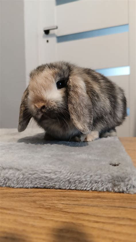 Mini Lop Kr Lik Miniaturka Karze Ek Baranek Samiec Bydgoszcz Olx Pl