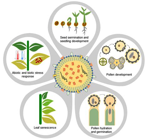 Schematic Representation Of Plant Developmental And Physiological