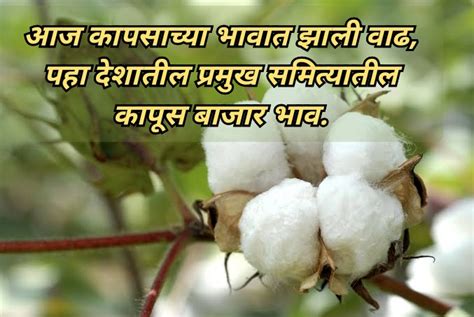 Cotton Rates आज कापसाच्या भावात झाली वाढ पहा देशातील प्रमुख