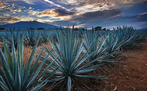 Agave O Maguey Conoce M S Datos Interesantes Sobre Esta Planta