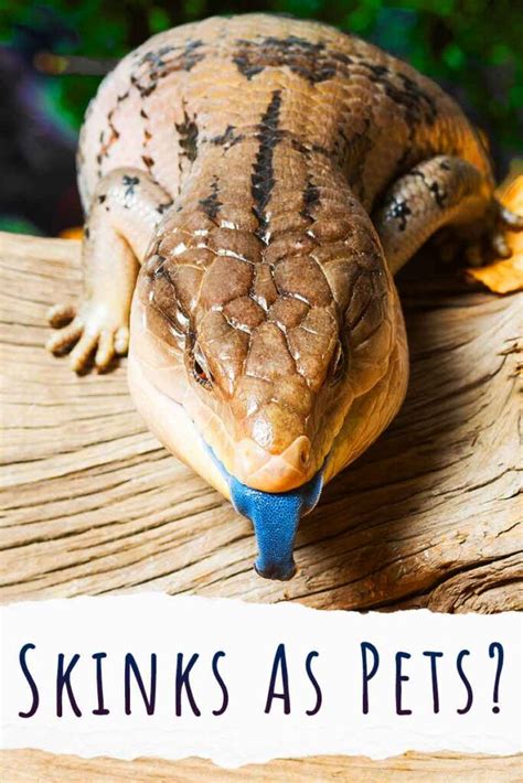 Skinks As Pets Everything You Need To Know Before Bringing One Home