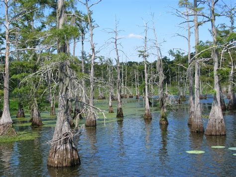 PL Fallin Photography: Black Bayou - Monroe, Louisiana