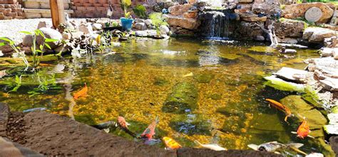 Summer S Not Over Yet Keep Your Pond Thriving Through Late August