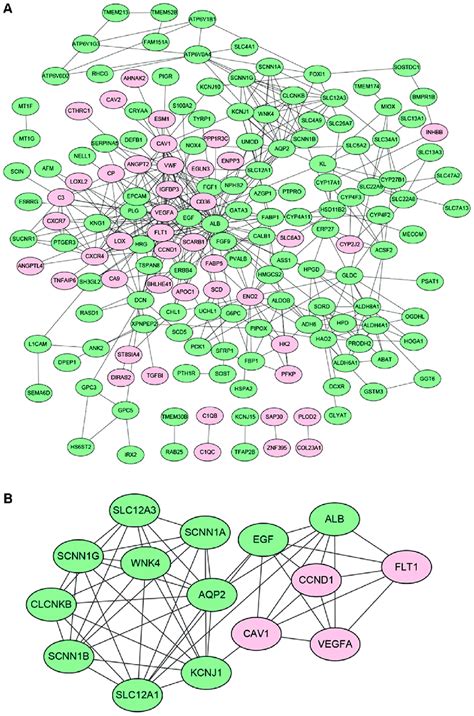 Degs Protein Protein Interaction Ppi Network Complex And One