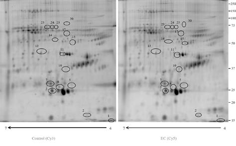 Figure 1 From Two Dimensional Difference In Gel Electrophoresis 2d Dige Proteomic Approach For