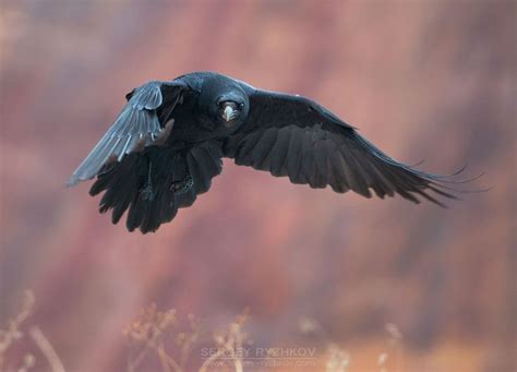 Raven In Flight Raven Raven Bird Crow Art