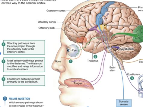 Ch Sensory Systems Flashcards Quizlet