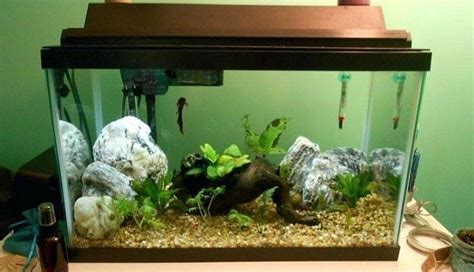 Como Montar Um Lindo Aquário Para Um Peixe Betta Myaquarium