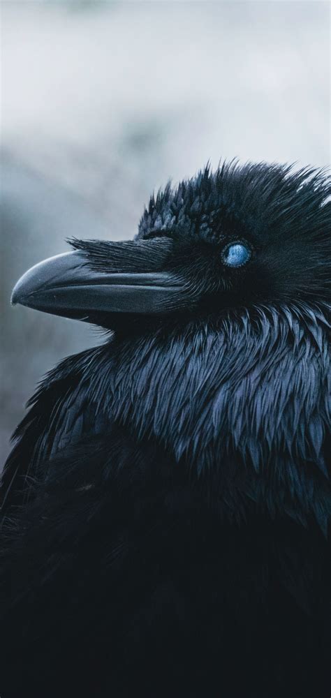 Raven Wallpapers 4k Hd Raven Backgrounds On Wallpaperbat