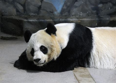 D.C. National Zoo Has Zero Pandas For The First Time Since 2000