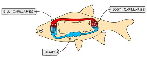 Blood Flow in Fishes — Biology Song Parodies