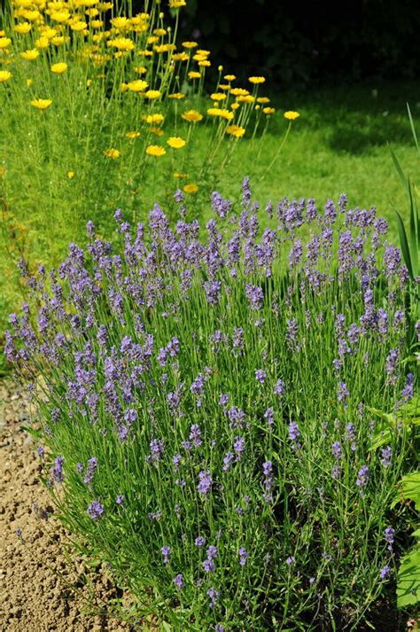 20 Plants That Prefer Dry Soil Balcony Garden Web