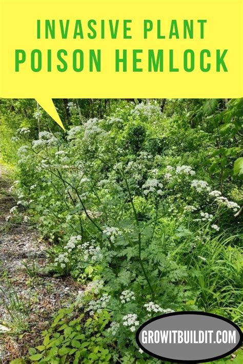 Poison Hemlock Invasive Plant Identify And Remove Safely