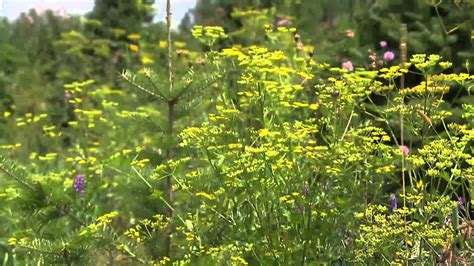 Wild Parsnip Causing Painful Burns Youtube