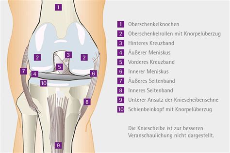 Natürliches Kniegelenk