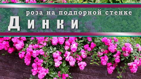 Обзор сорта ДИНКИ на примере 1 года // уход за розой в 5 климатической ...