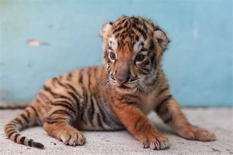 Nace nuevo cachorro de tigre de Bengala en el Zoológico Nacional de Cuba | Cuba Noticias 360