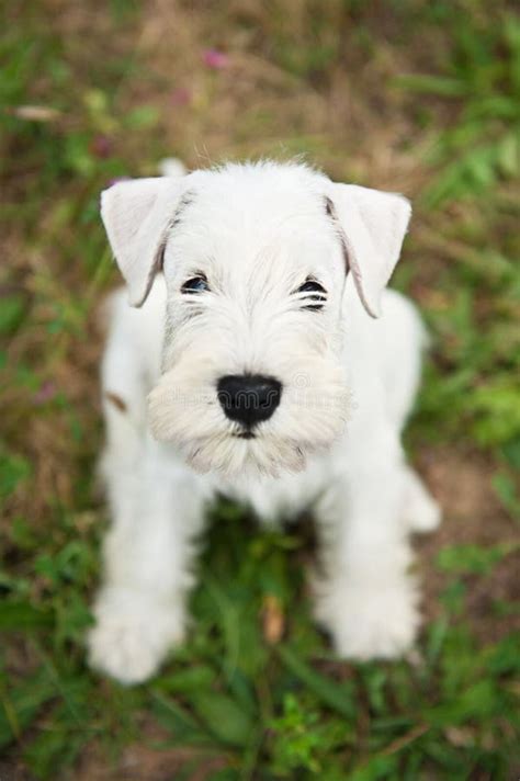 White Miniature Schnauzer Puppy Stock Image Image Of Adorable Beauty