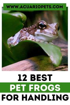 Best Pet Frogs For Handling Beginners List Pet Frogs Pets Frog