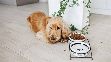 Il Cane Non Mangia Cosa Fare E Come Comportarsi Cani Da Amare