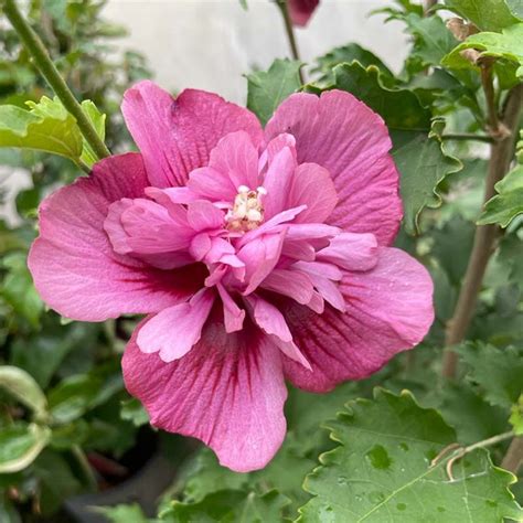 Hibiscus Syriacus Flower Tower Le Chatel Des Vivaces